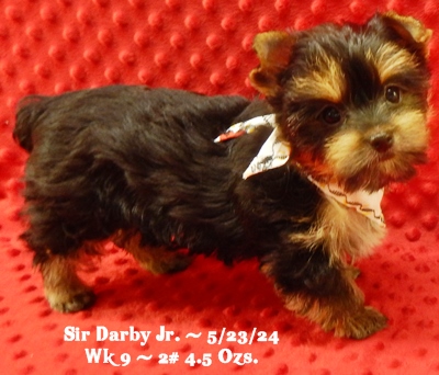 Darby Jr. at 9 weeks