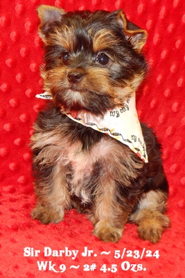 Darby Jr. at 9 weeks