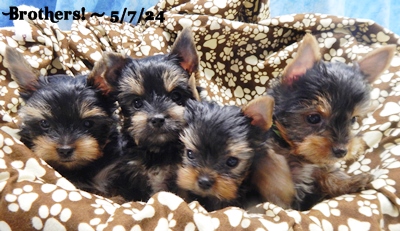 Litter Countess and Darby 3/19/2024