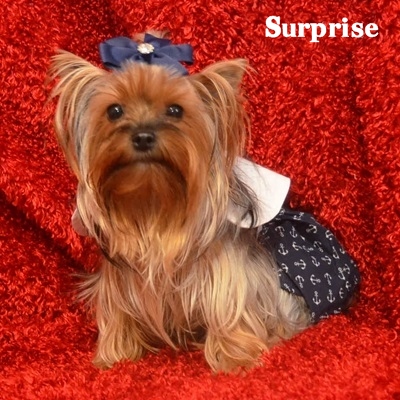 Surprise